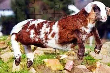 פאזל של Sheep Goat