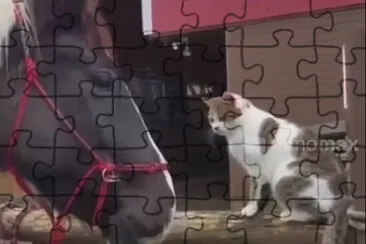 Cat and Horse 1 jigsaw puzzle