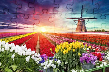 TULIPANES jigsaw puzzle