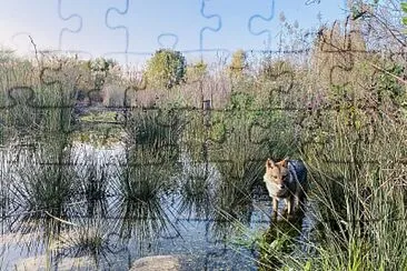 Nature jigsaw puzzle