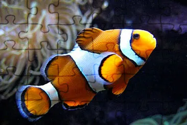 clown fish