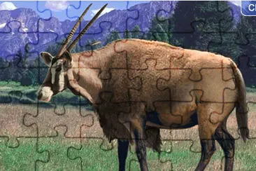 Bison Gemsbok jigsaw puzzle