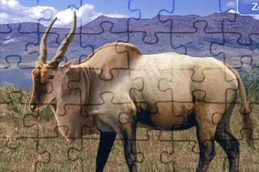 Eland Wapiti jigsaw puzzle