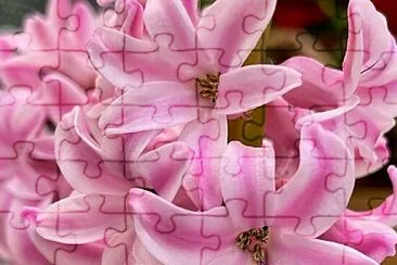 Flores jigsaw puzzle