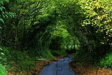 tree tunnel.