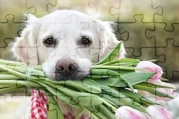 perro jigsaw puzzle