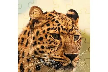 Animais selavagens - leopardo jigsaw puzzle