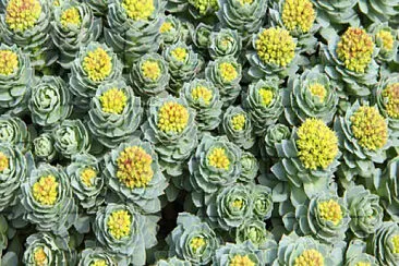 Rhodiola