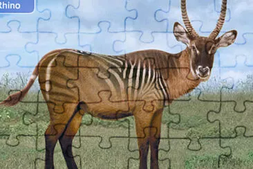 Zebra Waterbuck jigsaw puzzle