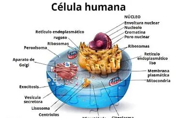 CELULA HUMANA