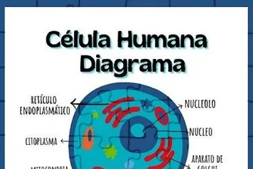 CELULA HUMANA.