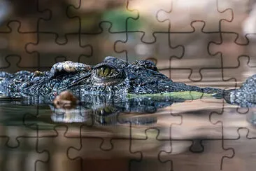 pop jigsaw puzzle