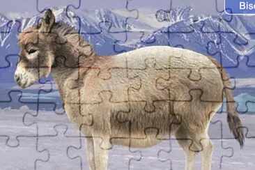 Polar Donkey