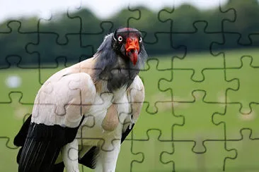 OK jigsaw puzzle