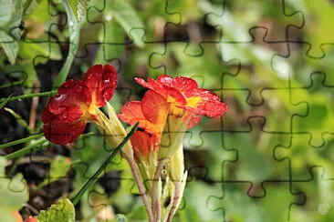 OK jigsaw puzzle