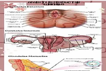 aparato reproductor femenino