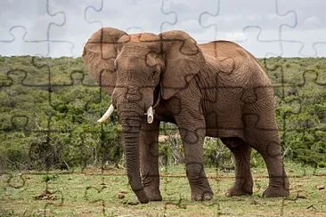 elefante jigsaw puzzle