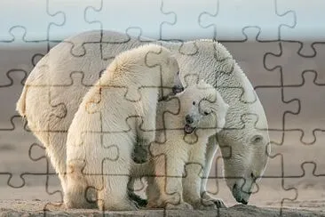 urso polar jigsaw puzzle