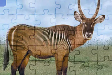 Waterbuck Zebra jigsaw puzzle