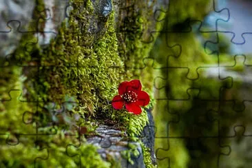 1 jigsaw puzzle