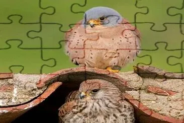 animales jigsaw puzzle