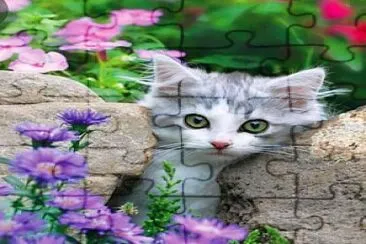 gato jigsaw puzzle