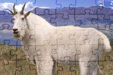 Mountain Goat Horse