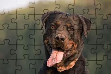 Perro 2 jigsaw puzzle