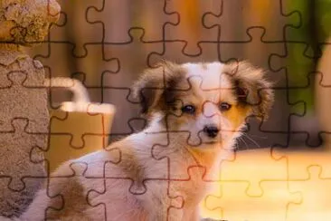 Perro 4 jigsaw puzzle