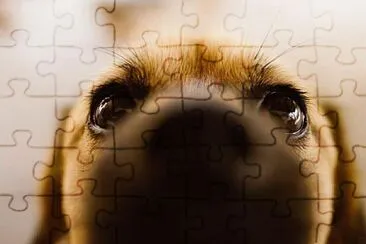 Perro 6 jigsaw puzzle