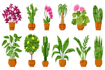 plantas 2