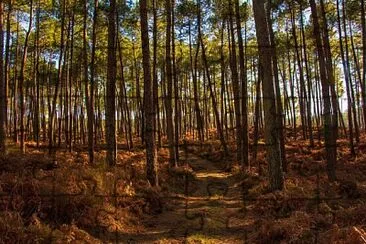 פאזל של La Forêt landaise