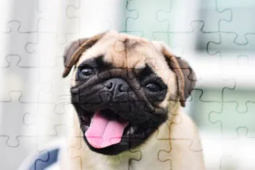 Dog jigsaw puzzle