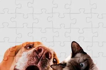 Cachorro e gato jigsaw puzzle