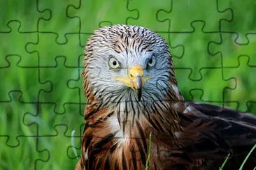 Toy jigsaw puzzle