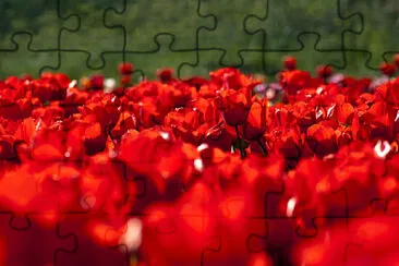 Toy jigsaw puzzle