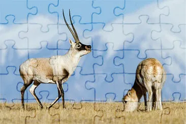 Tibetan antelope w/ baby jigsaw puzzle