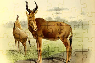 פאזל של Extinct Antelope species