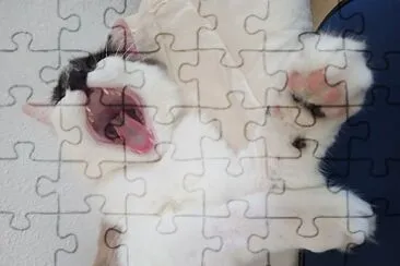 titi jigsaw puzzle