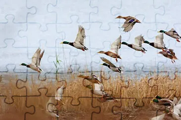 Toy jigsaw puzzle