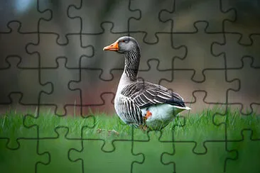 Toy jigsaw puzzle