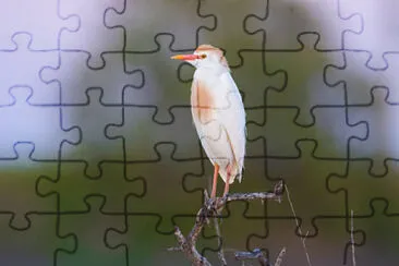 Toy jigsaw puzzle