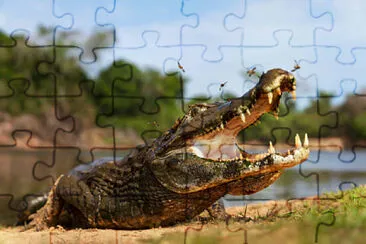 Toy jigsaw puzzle