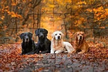 perro jigsaw puzzle