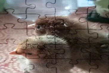 Poussins 2024 jigsaw puzzle