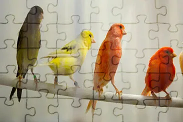 Toy jigsaw puzzle