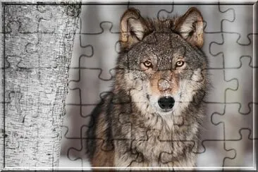 Loup gris jigsaw puzzle