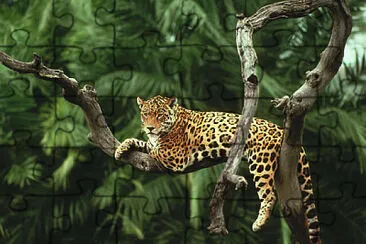 Jaguar