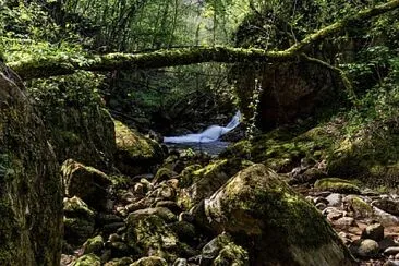 פאזל של Les sous-bois du Laxia Itxassou