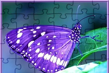 Papillon jigsaw puzzle